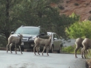 PICTURES/Mt Carmel Highway & Lodging/t_Mt. Carmel Hwy - Sheep4.jpg